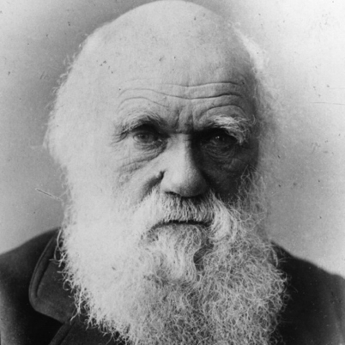 Darwin ha sbagliato tutto! La velenosa biografia di Wilson manda in tilt la stampa britannica, che ha santificato il barbuto Charles