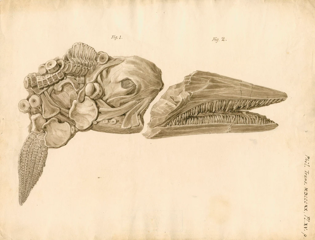 Poesia e paleontologia. “Al principio era il Verbo e per miliardi di anni medusoidi, qualche alga, forme indefinibili, solo silenzio”